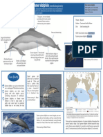 Spinner Dolphin A4 Fact Sheet