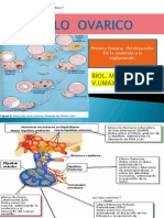 Ciclo Ovárico
