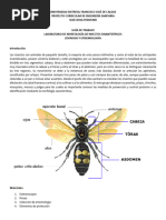 Guia Laboratorio Entomologia Ud