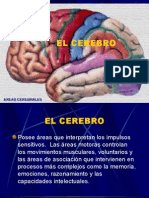 El Cerebro