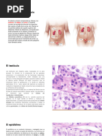 Histología Genitales