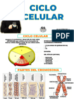 CICLO CELULAR GG