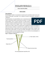 Monocotiledoneas y Dicotiledoneas