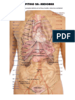 Pared Abdominal Parte 1