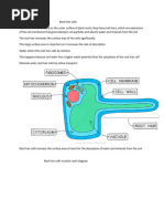 Root Hair Cells