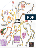 Sistema Endocrina 