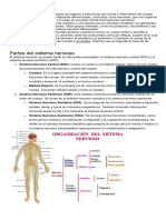 El Sistema Nervioso