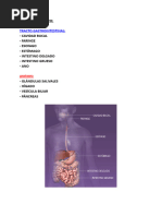 Aparato Digestivo