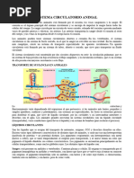 Sistema Circulatorio Animal