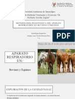 Metodología DX de AP Resp Bov y Equi