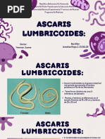 Ascaris Lumbricoides