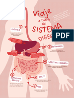 Póster Vertical Educativo Aparato Digestivo Gráfico Plano Rojo Rosa - 20240426 - 111933 - 0000