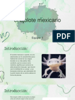 Ajolote Mexicano Equipo 1