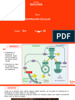 B-3ro-RESPIRACIÓN CELULAR