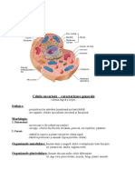 Celula Eucariota
