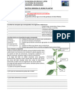 11ava CLASE PRACTICA DIRIGIDA DEL REINO PLANTAE