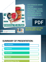 PP15-Receptors-The-Eye Human Nervous System