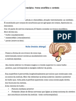 Anatomia 2º Ciclo