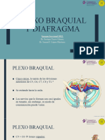 Plexo Braquial y Diafragma