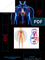 Sistema Circulatorio
