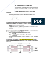 Tema Biomecanica Del Musculo