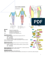 Anatomy LowerLimbNervesVesselsLymphatics