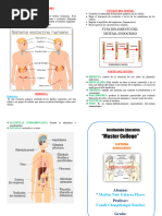 Diptico Sistema Endocrino