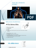 Fisiologia Respiracion