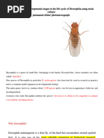 Exp. 5 Drosophila Life Cycle Stages