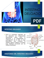 Expo Transito Intestinl