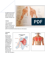 Muscles of Upper Arm