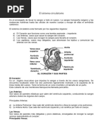 Sistema Circulatorio Humano Quinto de Primaria