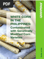 White Corn in The Philippines