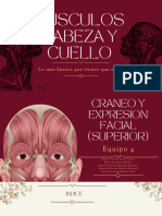 Músculos Cabeza y Cuello