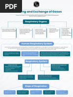 Breathing and Exchange of Gases - Mind Maps - Arjuna NEET 2024