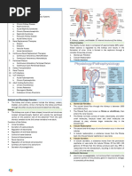 Urinary Renal System