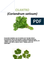 Cilantro