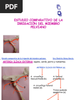 Irrigacinmiembropelviano Comparada 121009164310 Phpapp01 084050