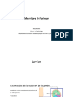 TP 27 - Jambe. Pied