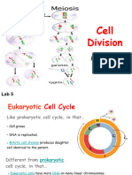 Cell Division: Mitosis & Meiosis