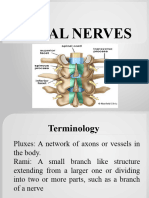 Spinal Nerves & Pluxes