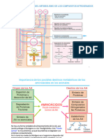 Metabolismo de Aminiacidos