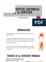 Anatomia