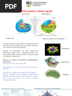 Aula Célula Animal e Célula Vegetal - WM