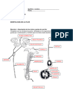 Práctica Flor Resuelta Ejemplo