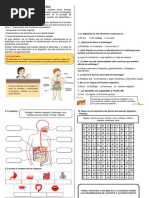 El Sistema Dijestivo - Ficha