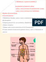 Clase 4 - Metobolismo de Glucidos Glucolisis