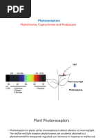 Photoreceptors Unit 7