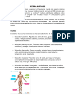 Exposicion Naturales SISTEMA MUSCULAR