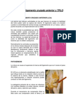 Cirugia Rodilla y TPLO CEPPA